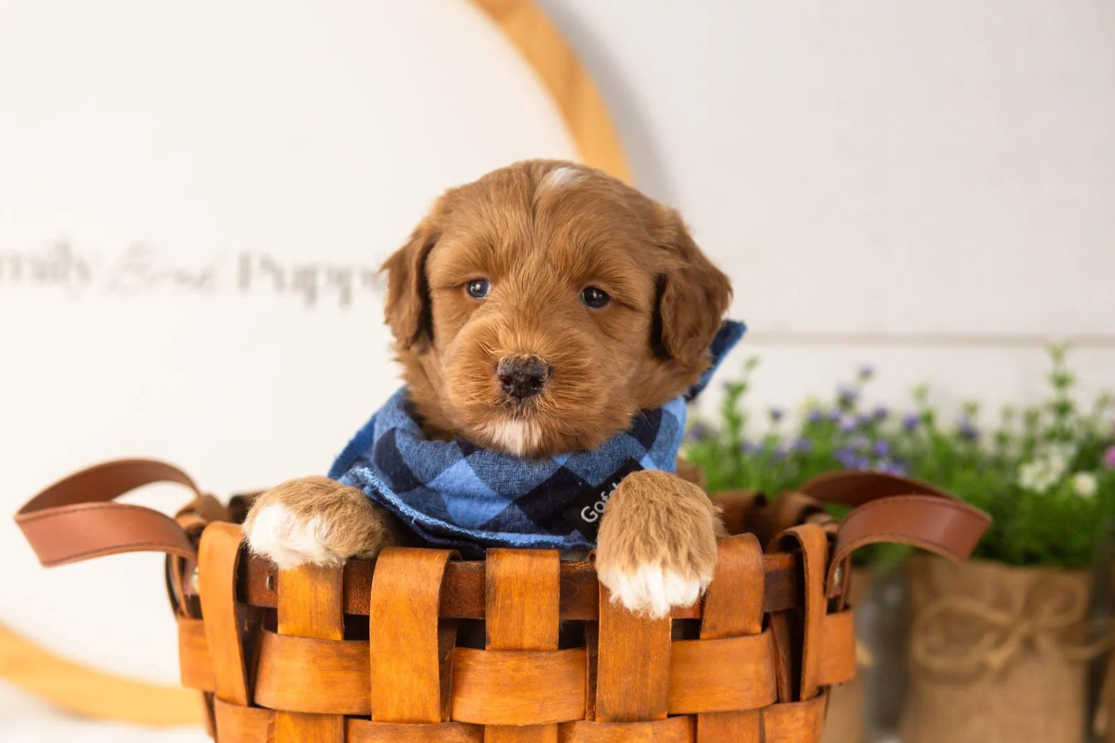 Brave goldendoodle for sale(3).jpg