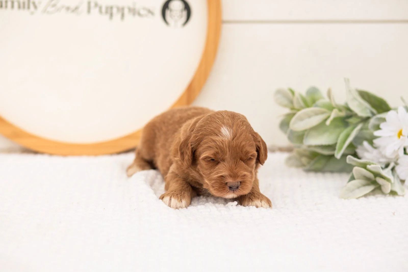 Brave goldendoodle for sale(1).jpg