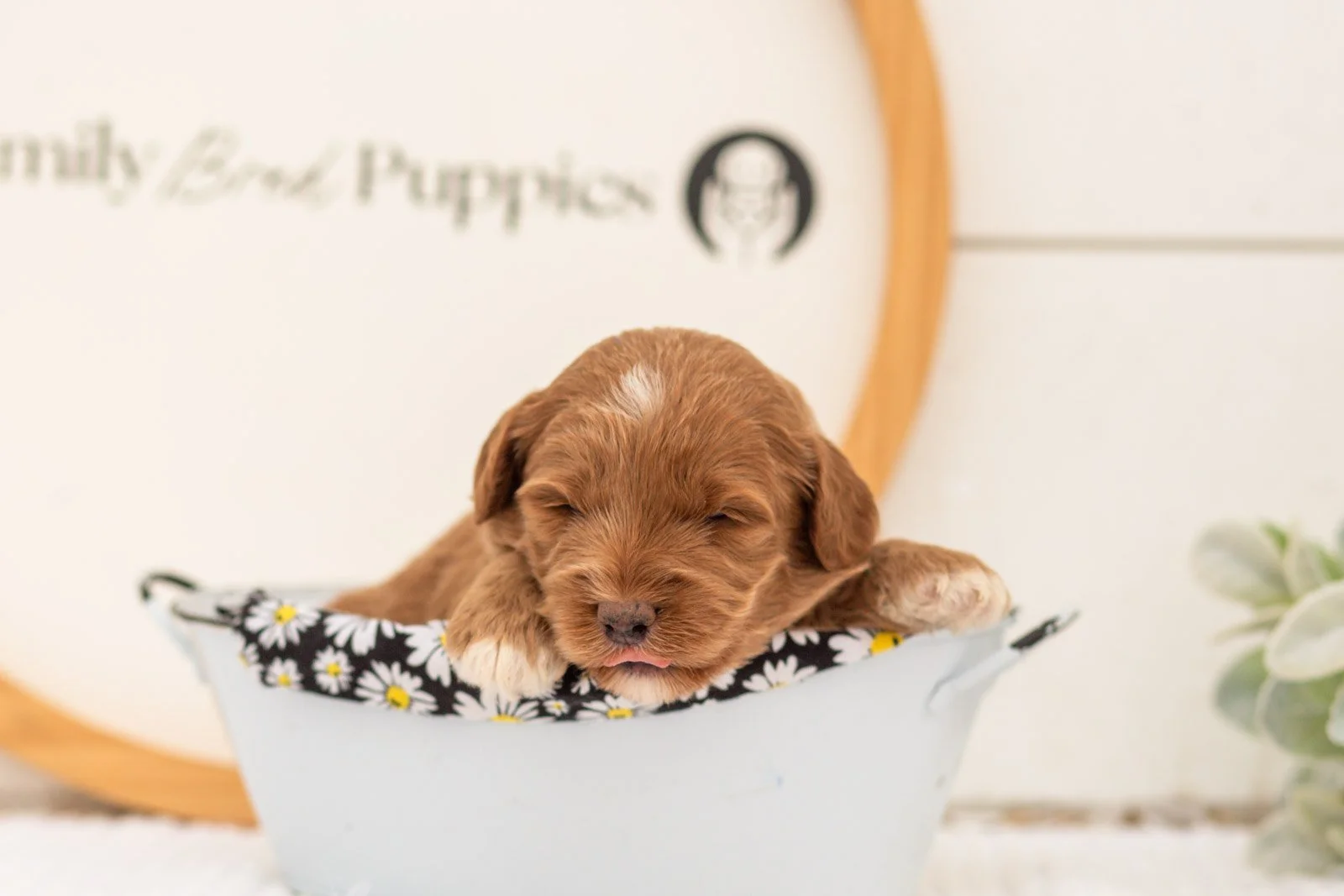Brave goldendoodle for sale(4).jpg