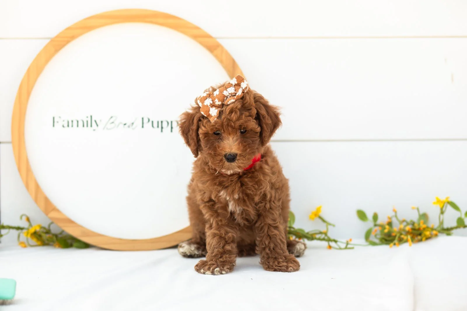 Honour goldendoodle for sale(1).jpg