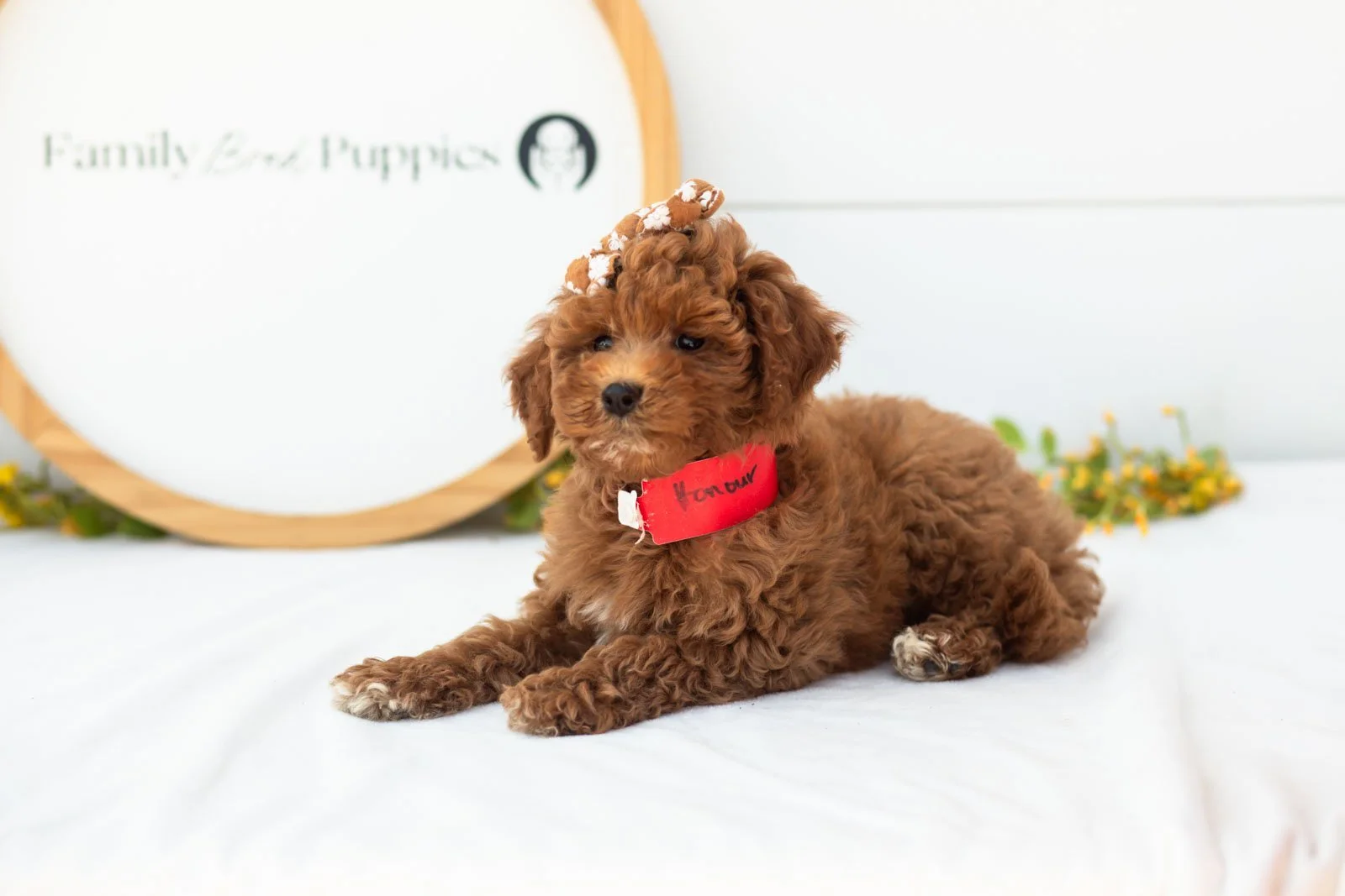 Honour goldendoodle for sale.jpg