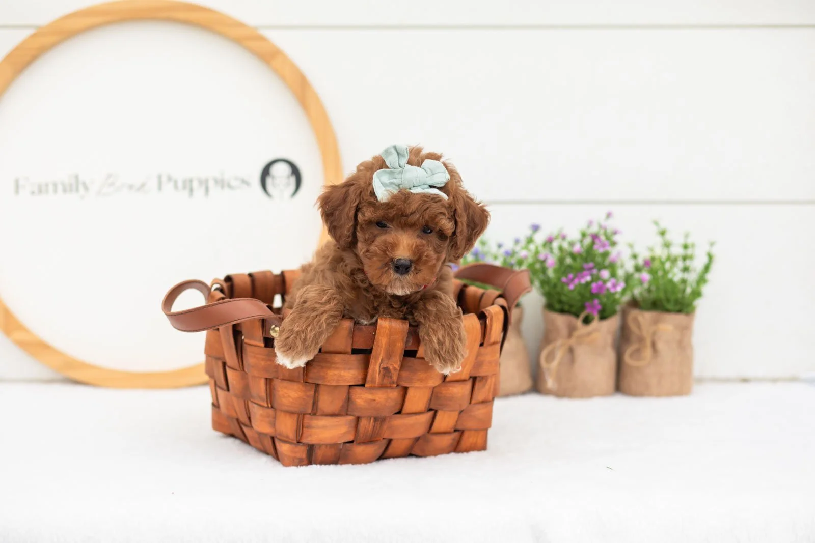 Honour goldendoodle for sale(3).jpg