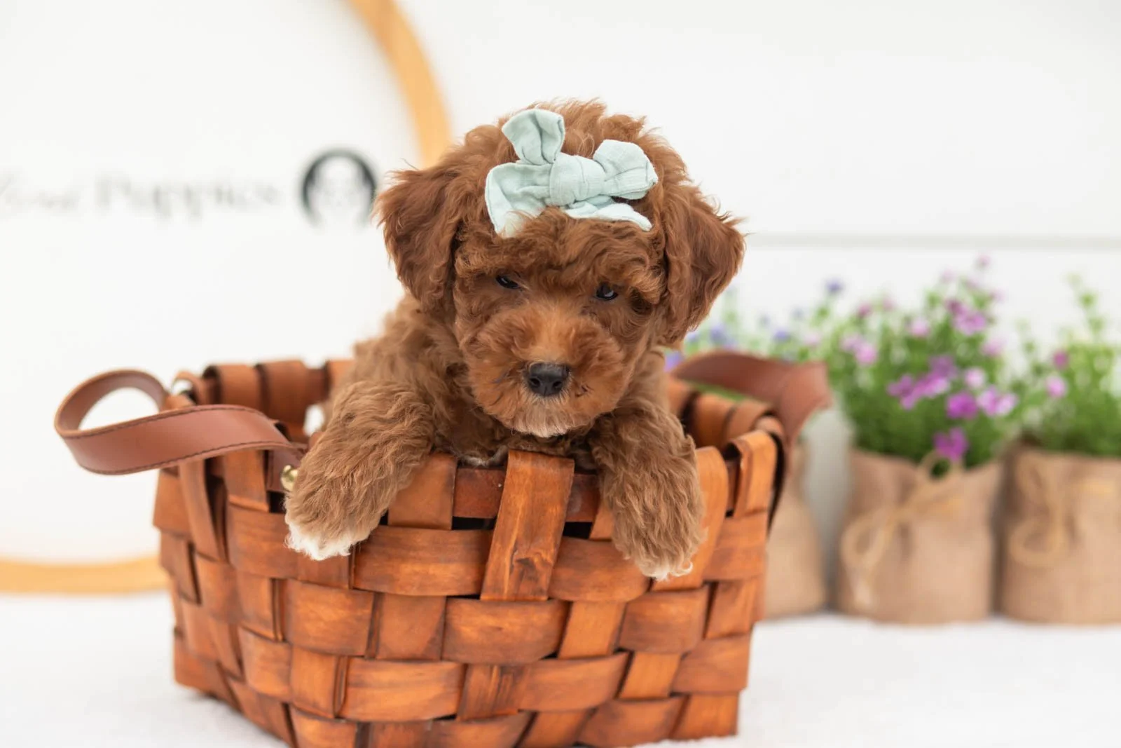 Honour goldendoodle for sale(2).jpg
