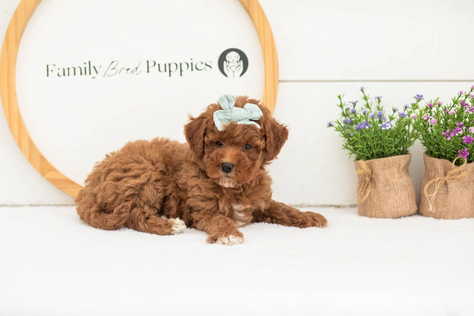 Honour goldendoodle for sale(1).jpg