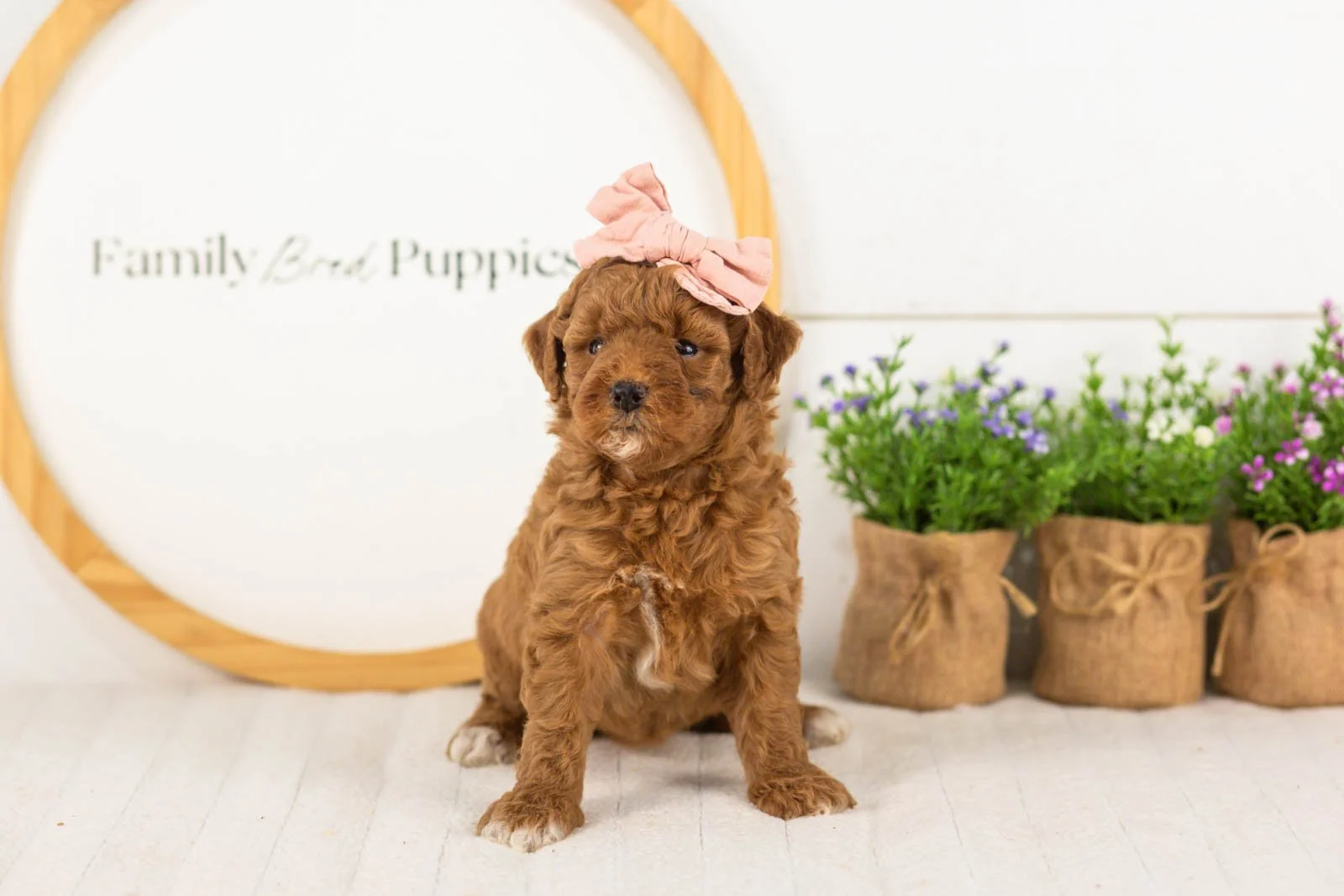 Honour goldendoodle for sale(2).jpg