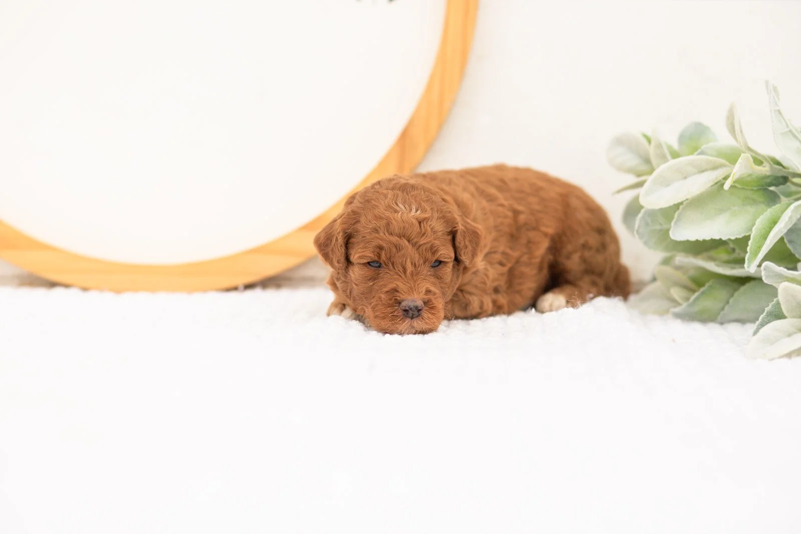 Honour goldendoodle for sale(1).jpg