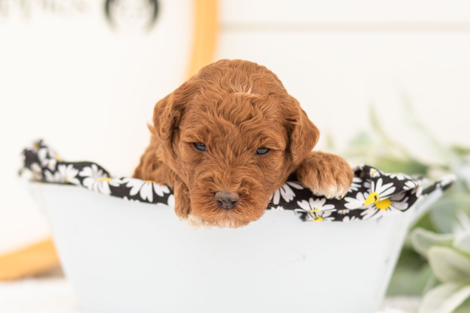 Honour goldendoodle for sale(3).jpg