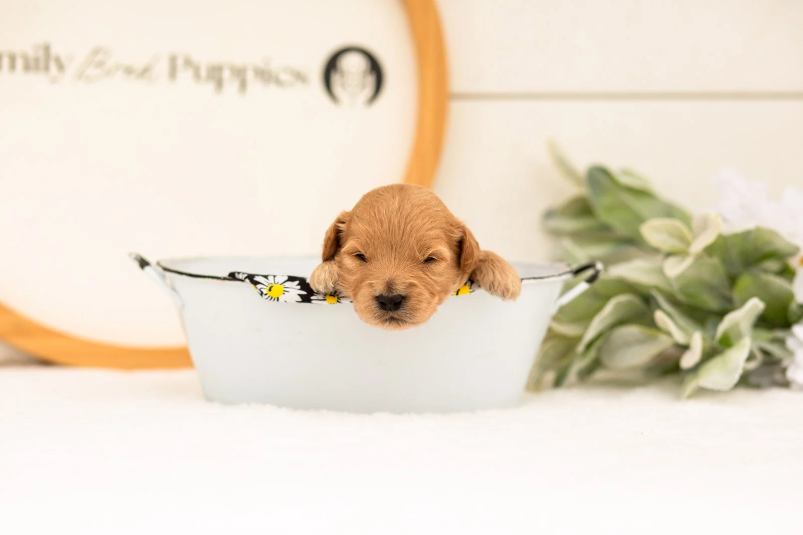 Easton goldendoodle for sale(2).jpg