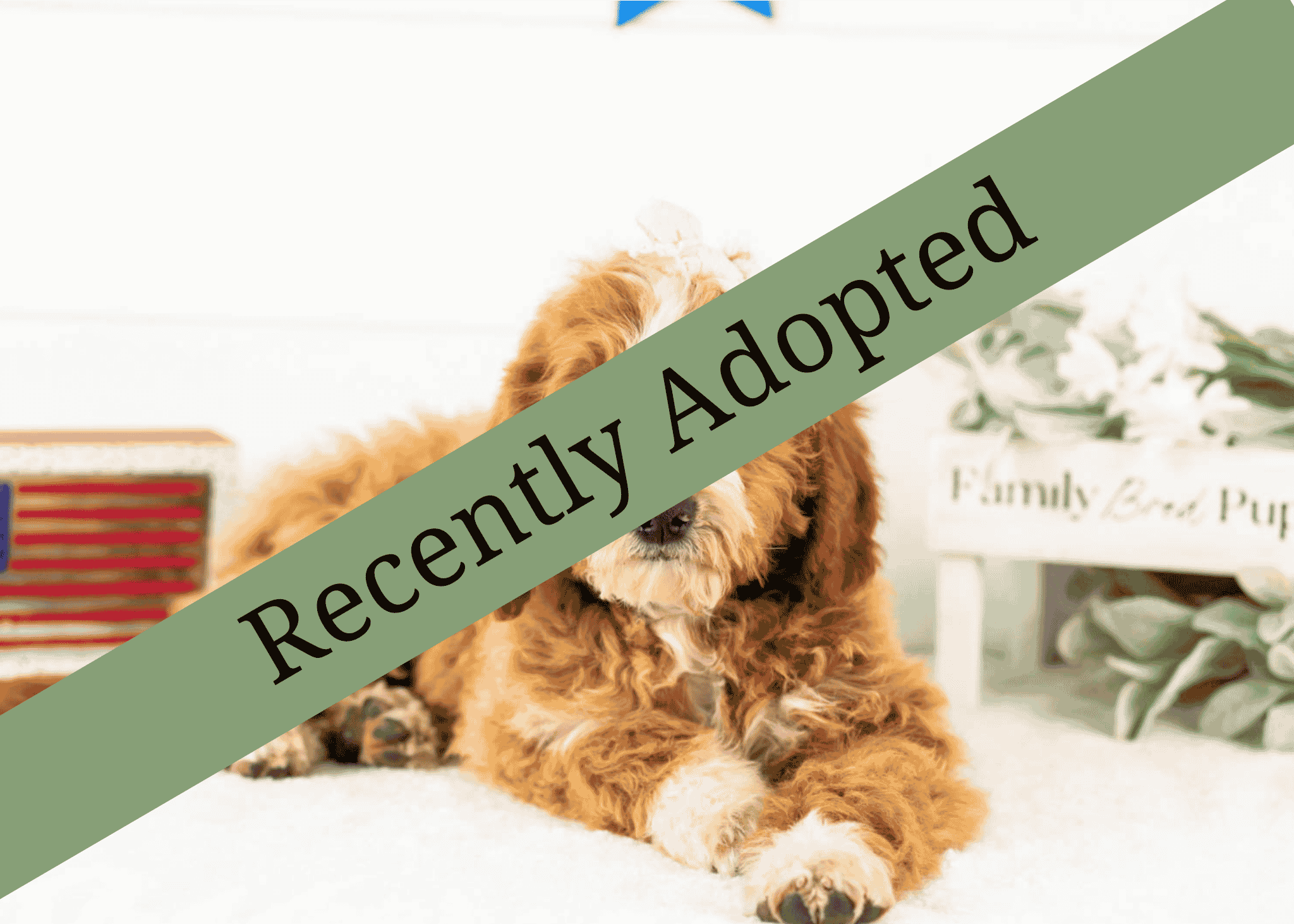 goldendoodle for sale