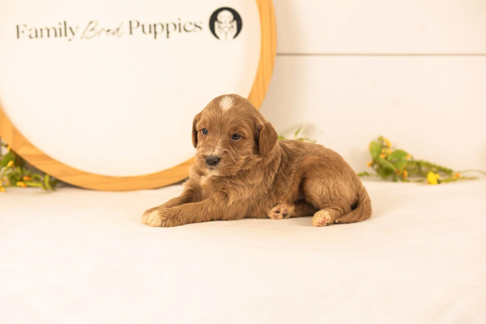 Veah goldendoodle for sale(1).jpg