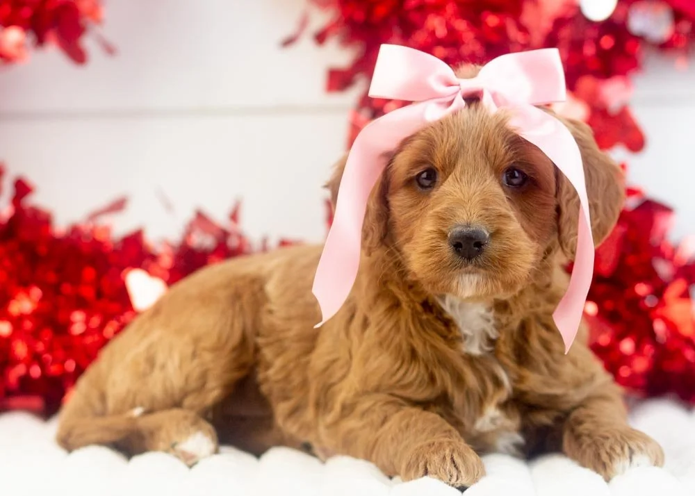 Mckenna goldendoodle for sale(2).jpg