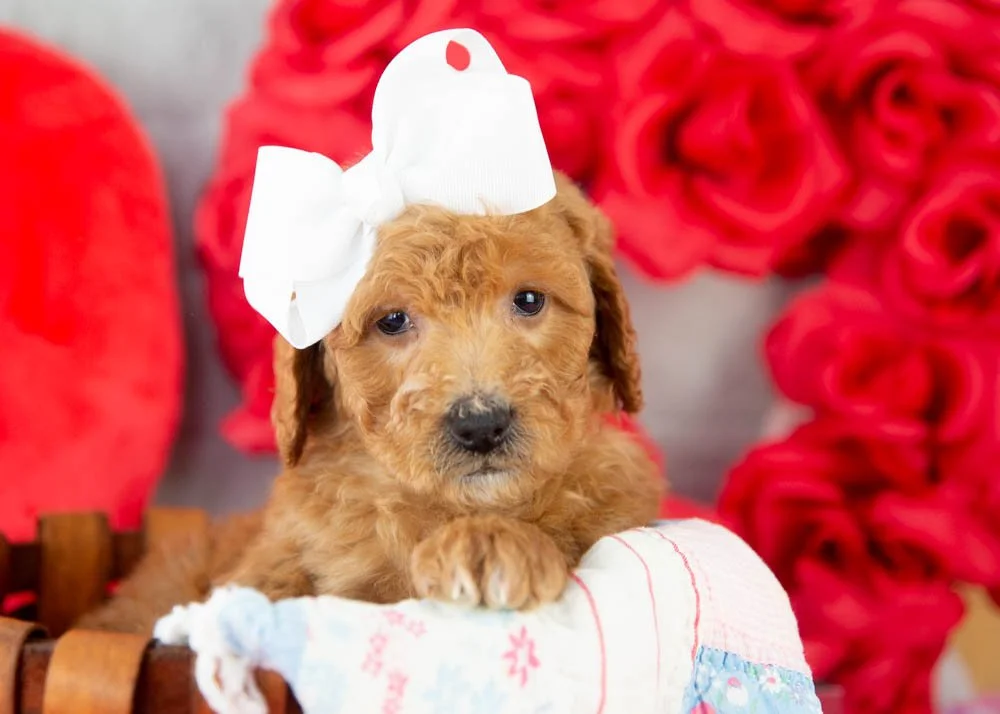 goldendoodle for sale
