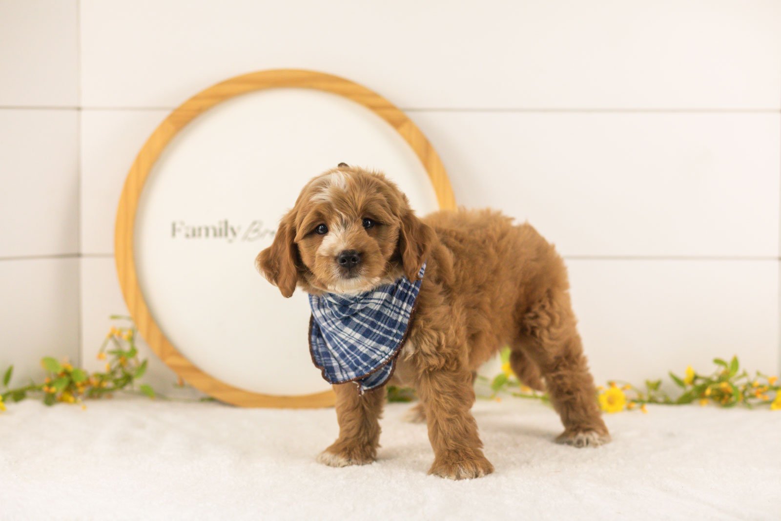 Bobby goldendoodle for sale(1).jpg