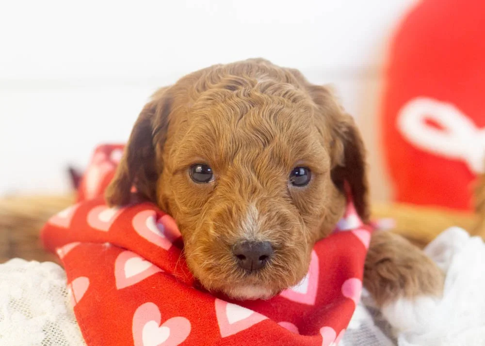 Ford goldendoodle for sale(1).jpg