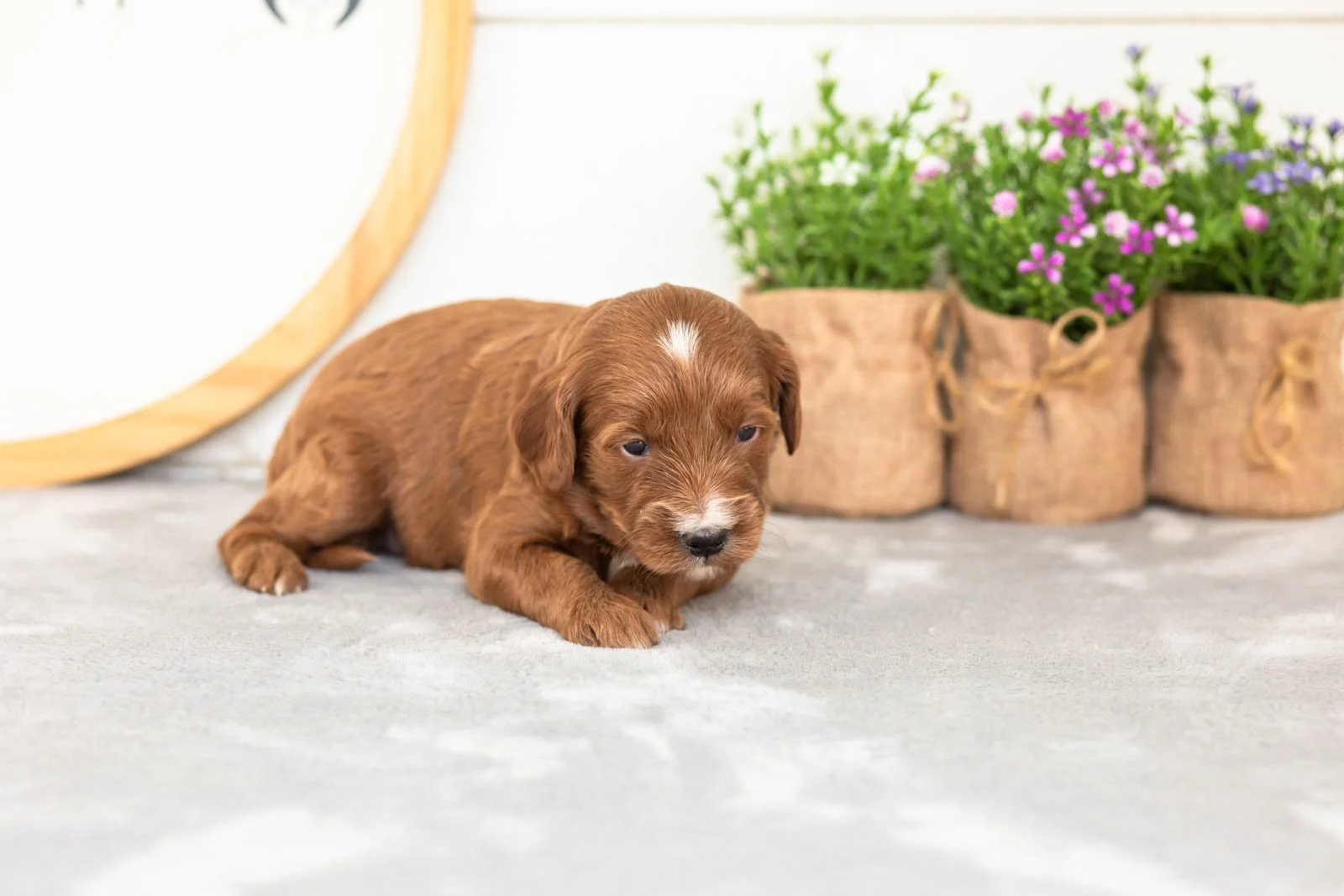 Jiggly goldendoodle for sale(1).jpg