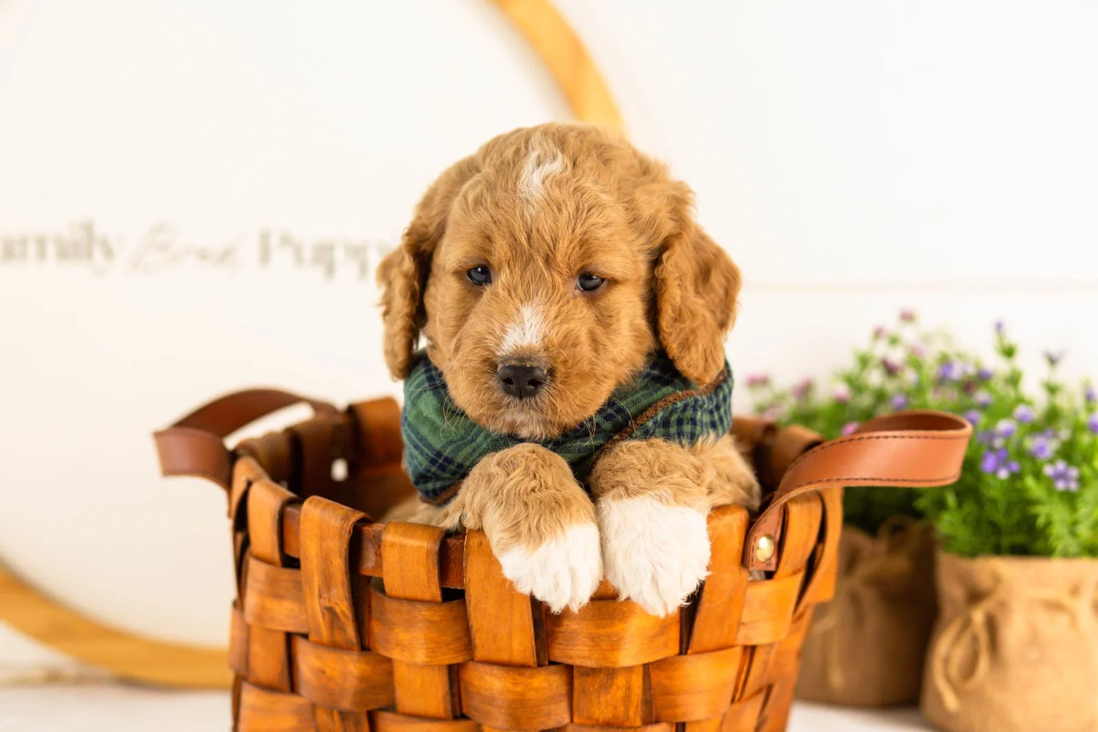 Brie goldendoodle for sale(1).jpg