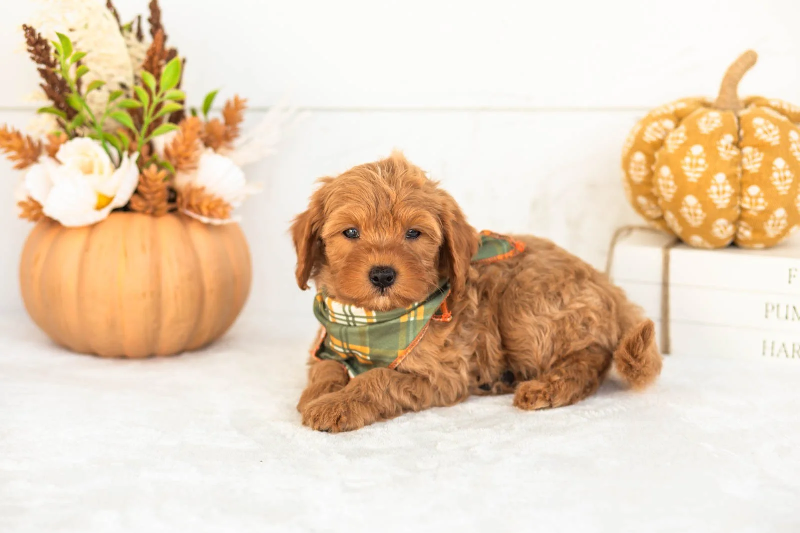Jonah goldendoodle for sale 4.jpg