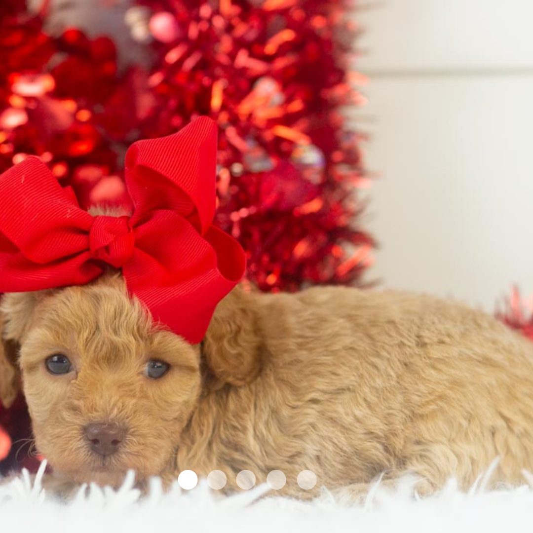 Copy of FBP Design.png