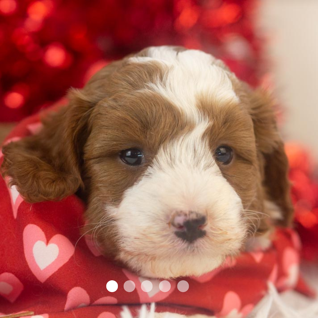 Copy of FBP Design.png