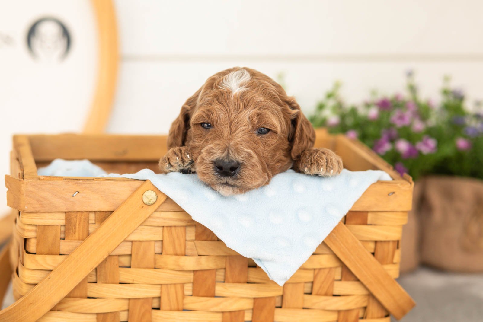 Char goldendoodle for sale(2).jpg
