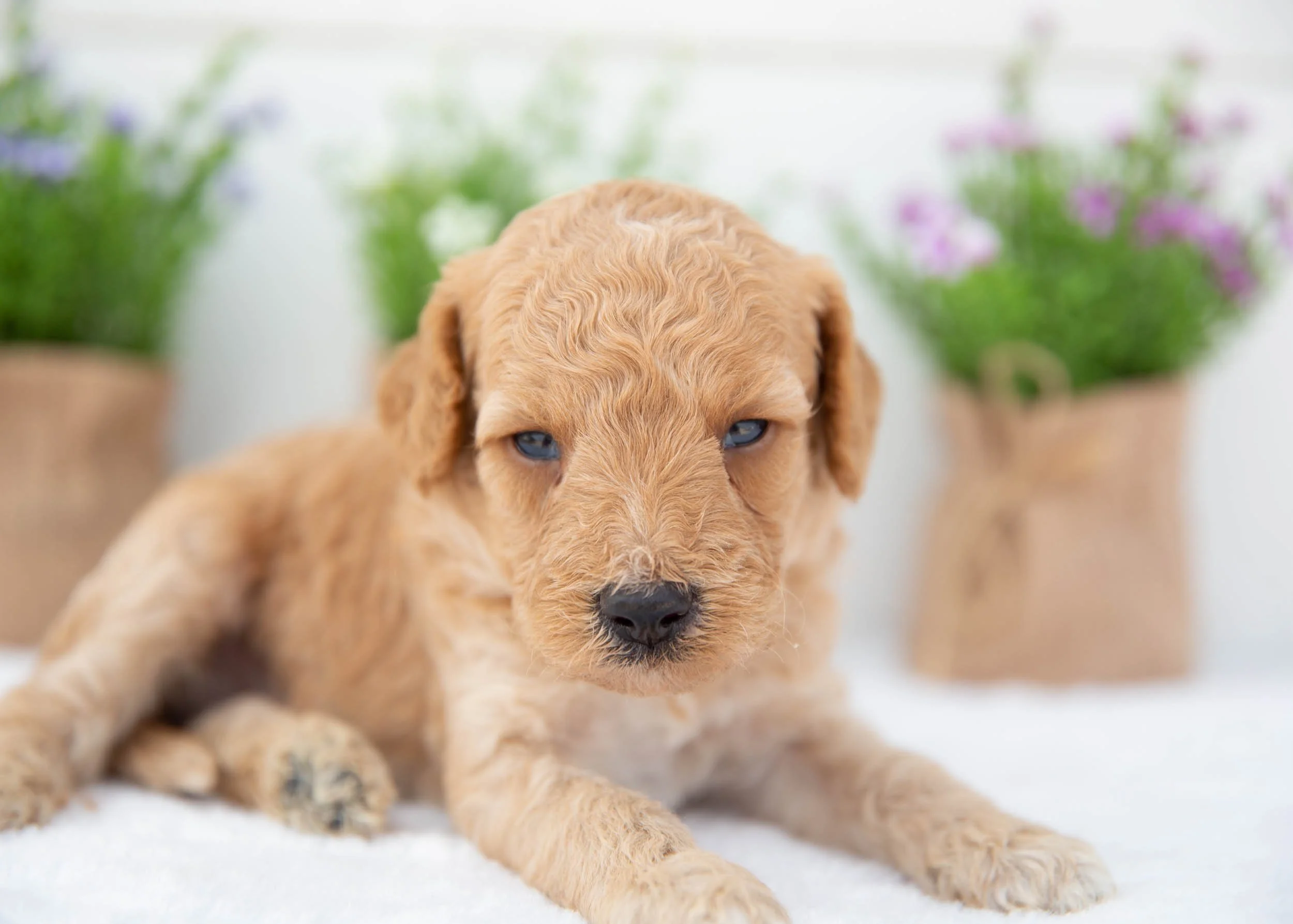 Austin goldendoodle for sale(2).jpg