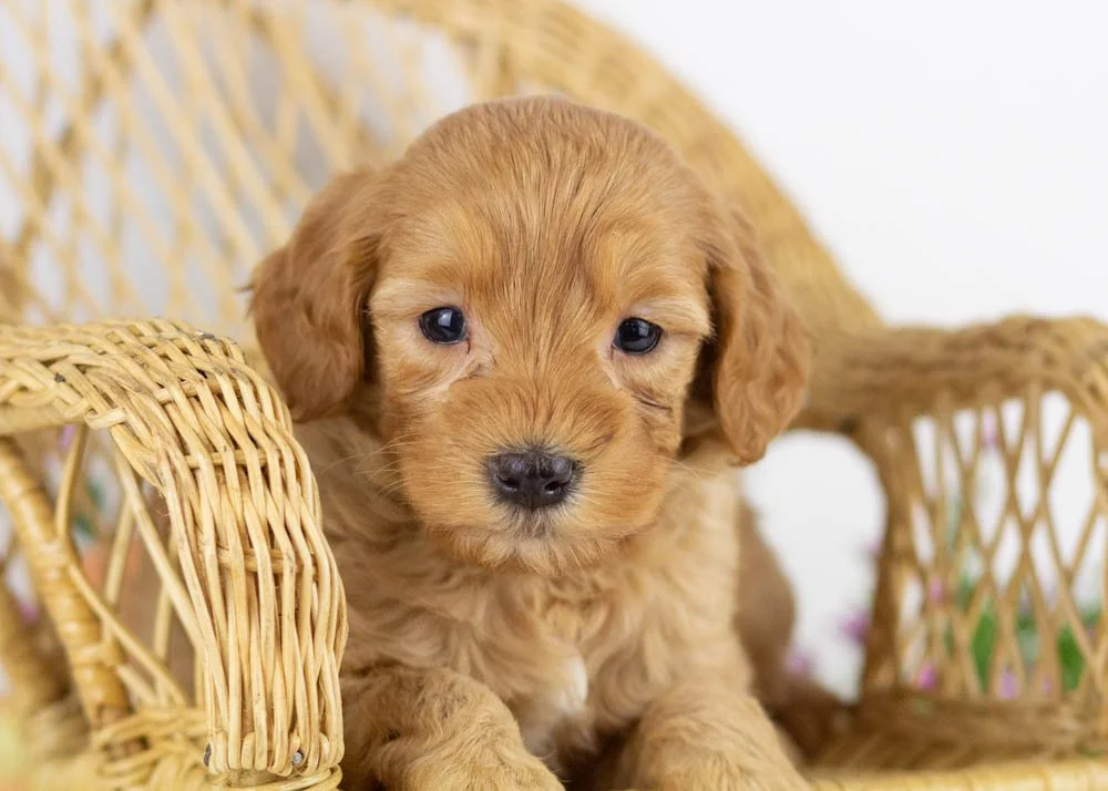 benny goldendoodle for sale(3).jpg