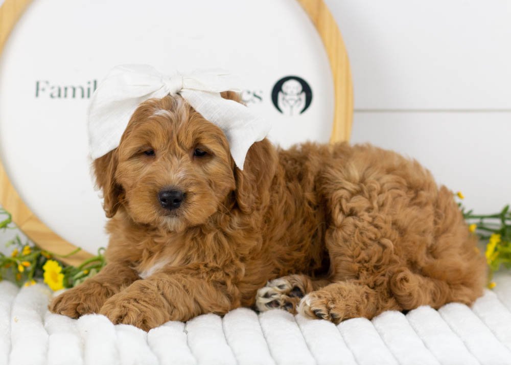 Meatball goldendoodle for sale.jpg