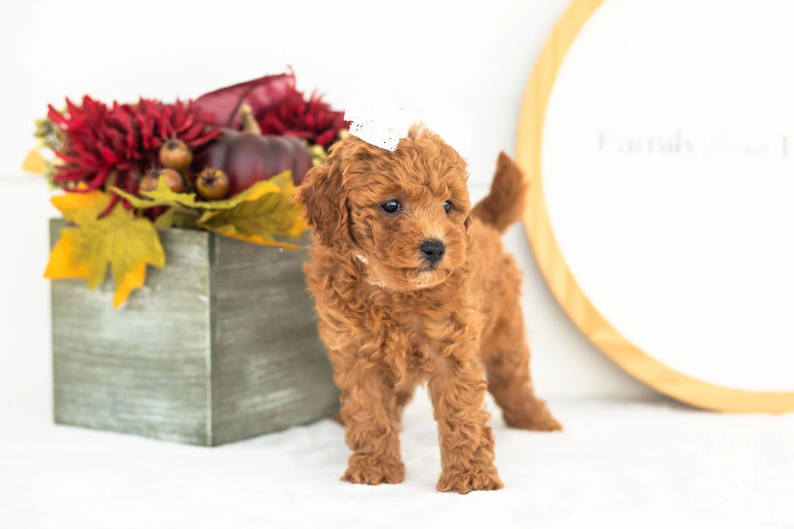 Flannel goldendoodle for sale(2).jpg