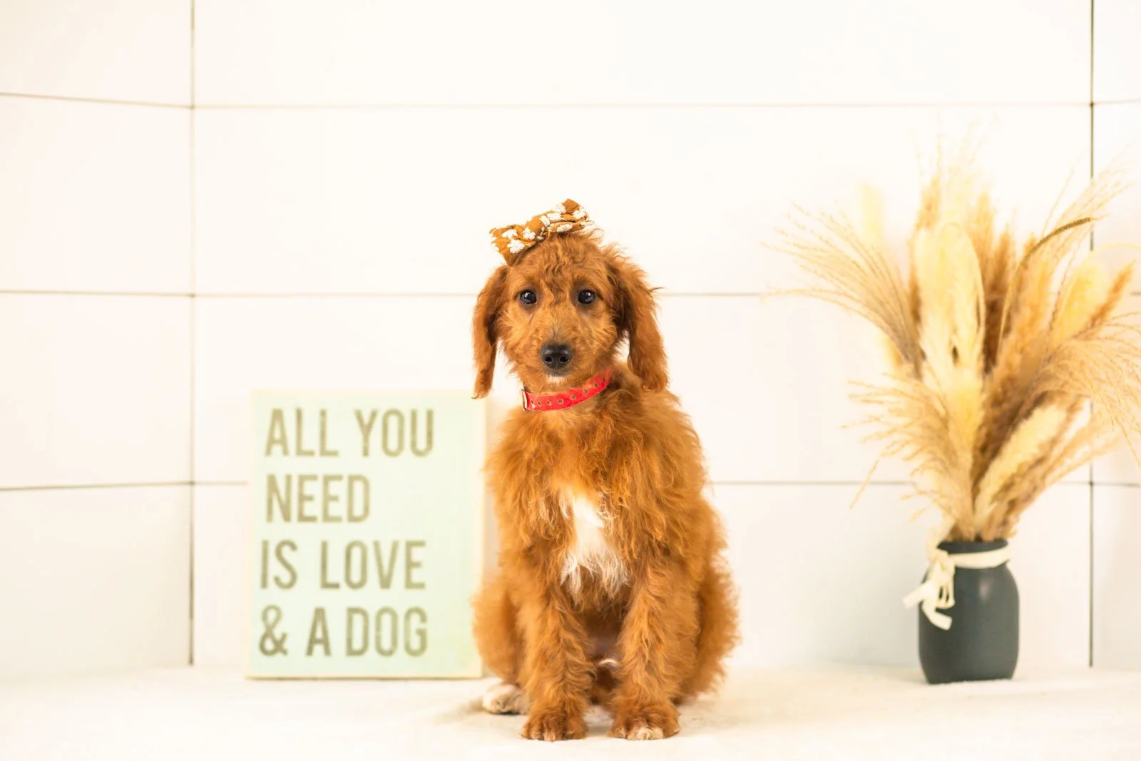 Lexy goldendoodle for sale.jpg