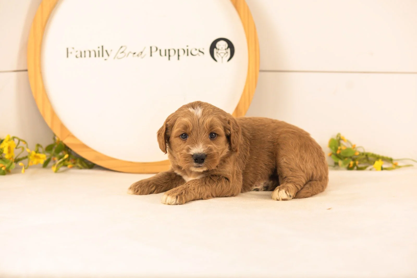 Otis goldendoodle for sale(1).jpg