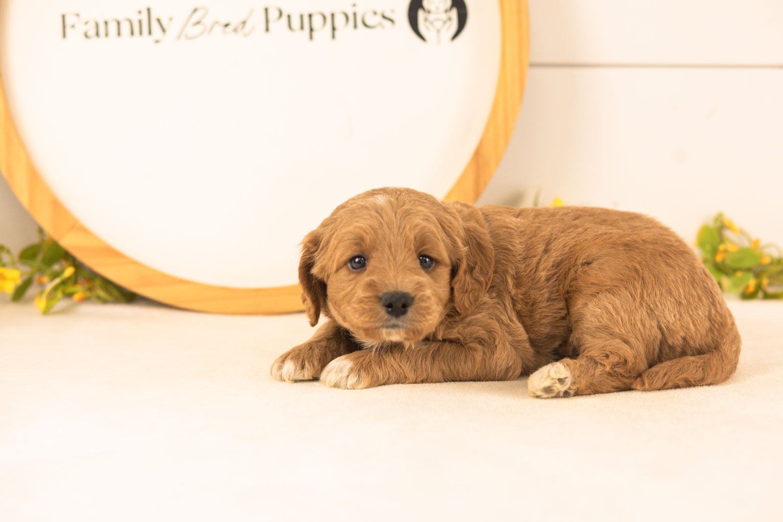 Odessa goldendoodle for sale(4).jpg
