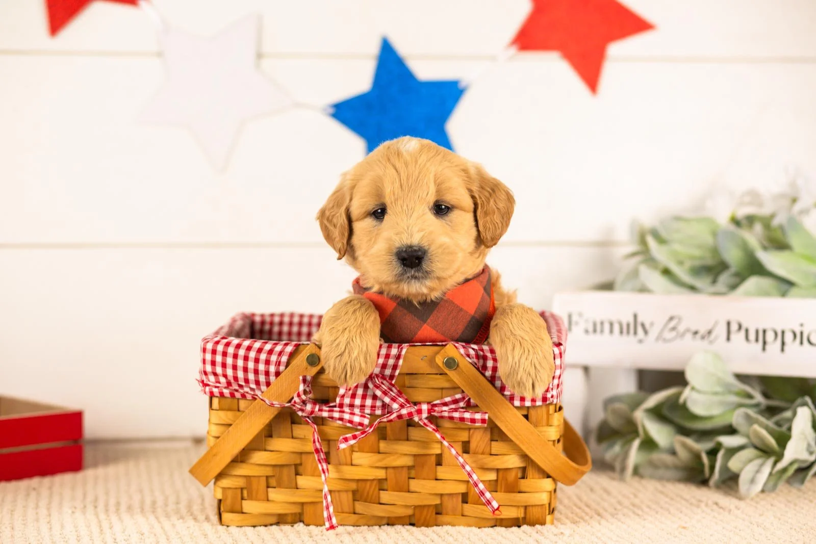 samwise goldendoodle for sale(4).jpg
