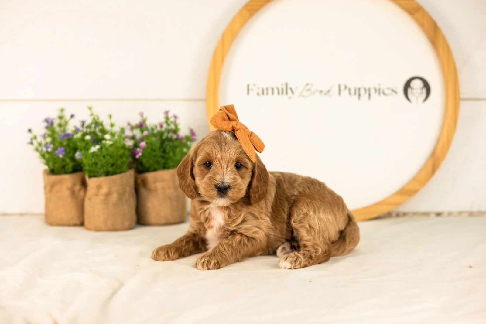 Rain goldendoodle for sale(1).jpg