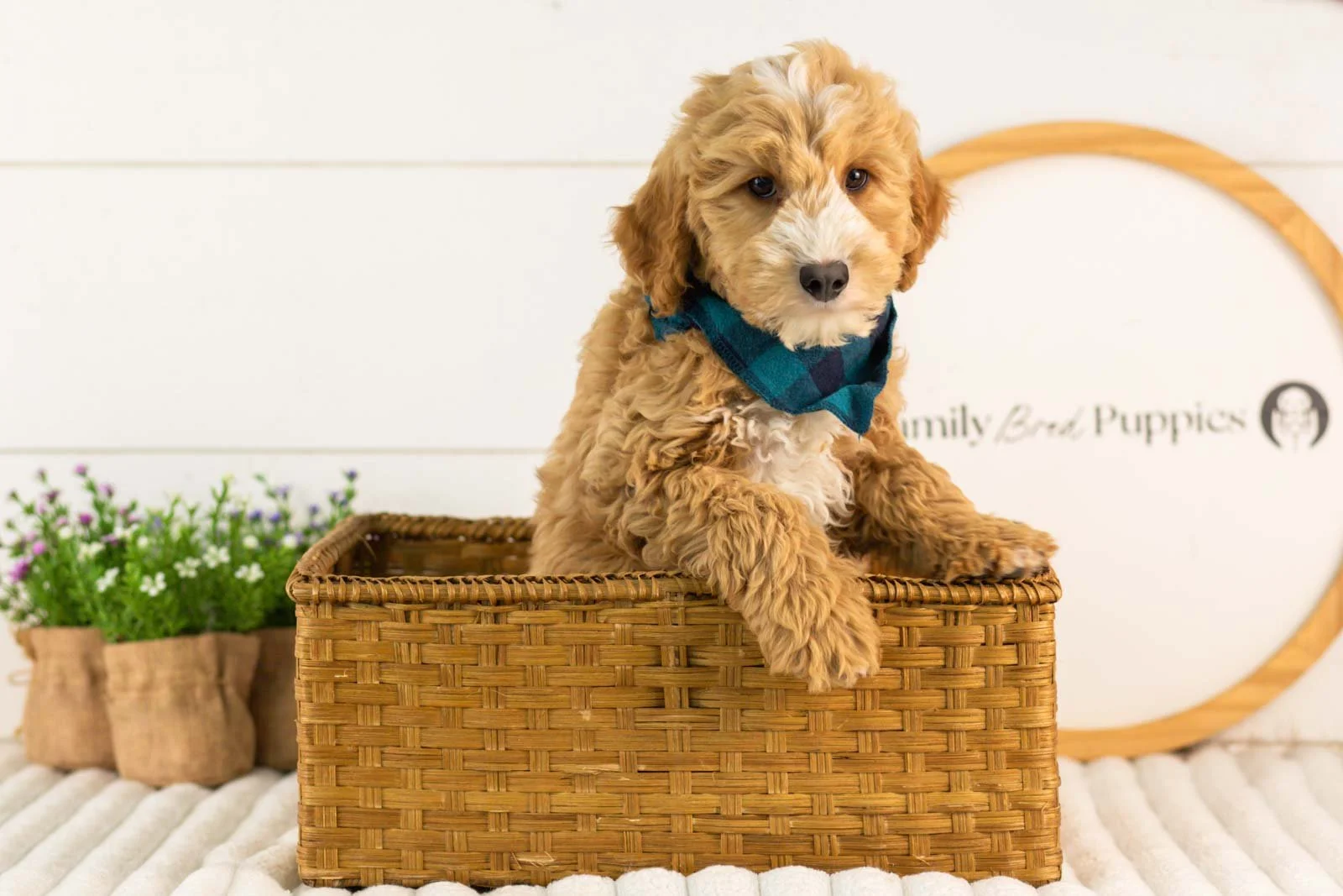 mathew goldendoodle for sale.jpg