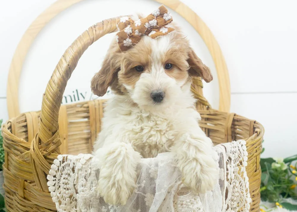 annie goldendoodle for sale(2).jpg