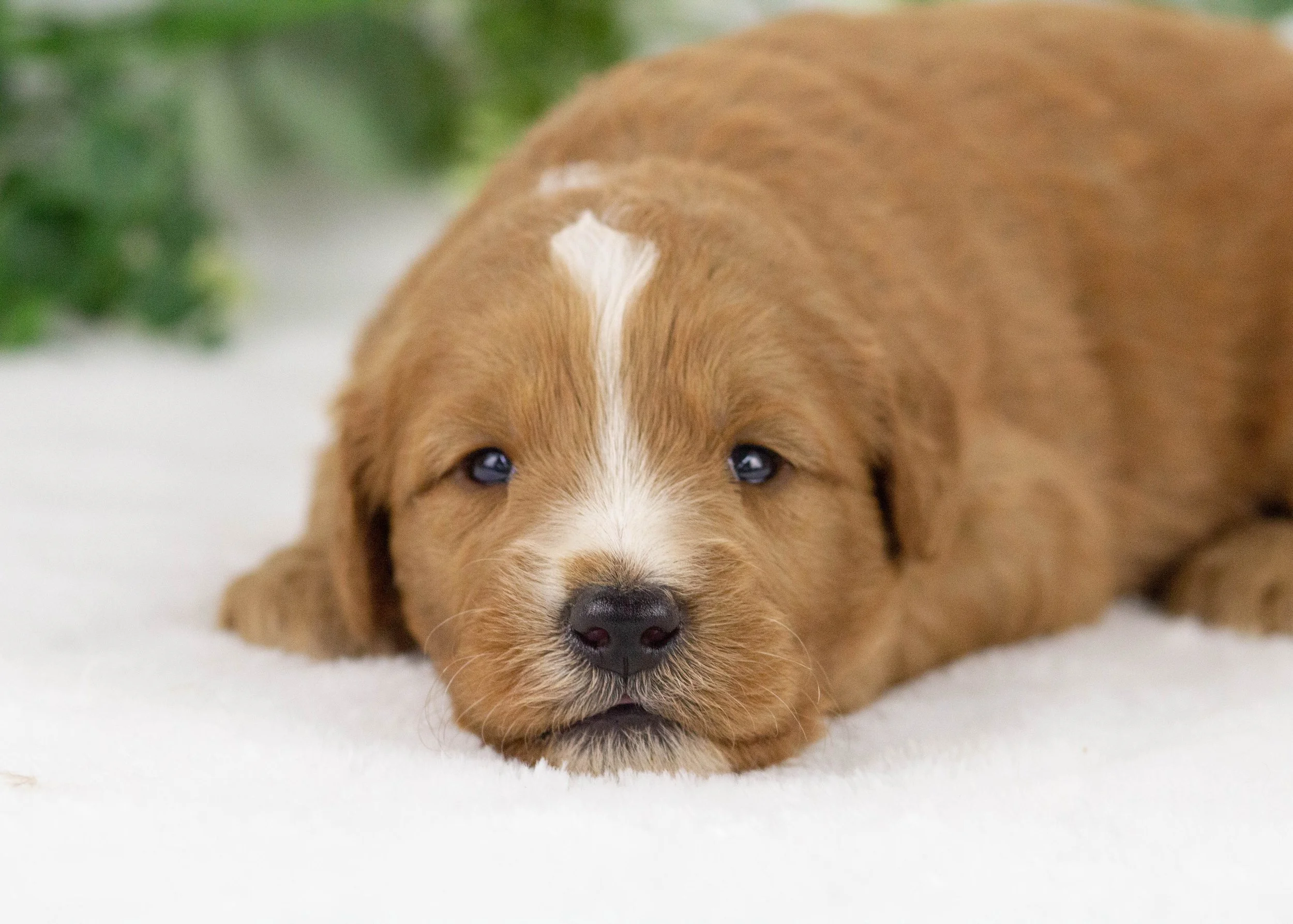 Falcon goldendoodle for sale(1).jpg