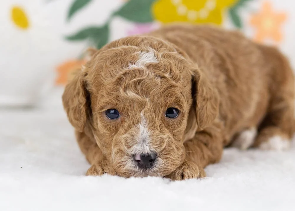 miles goldendoodle for sale(2).jpg