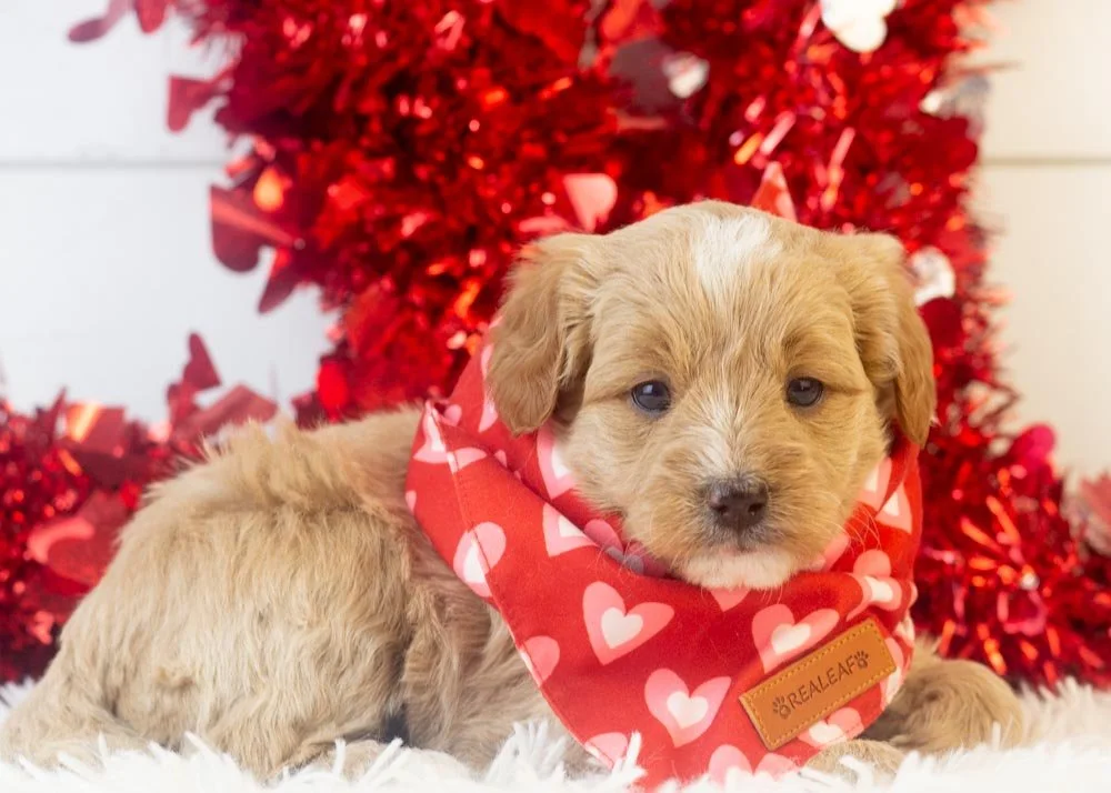 Onyx goldendoodle for sale(3).jpg
