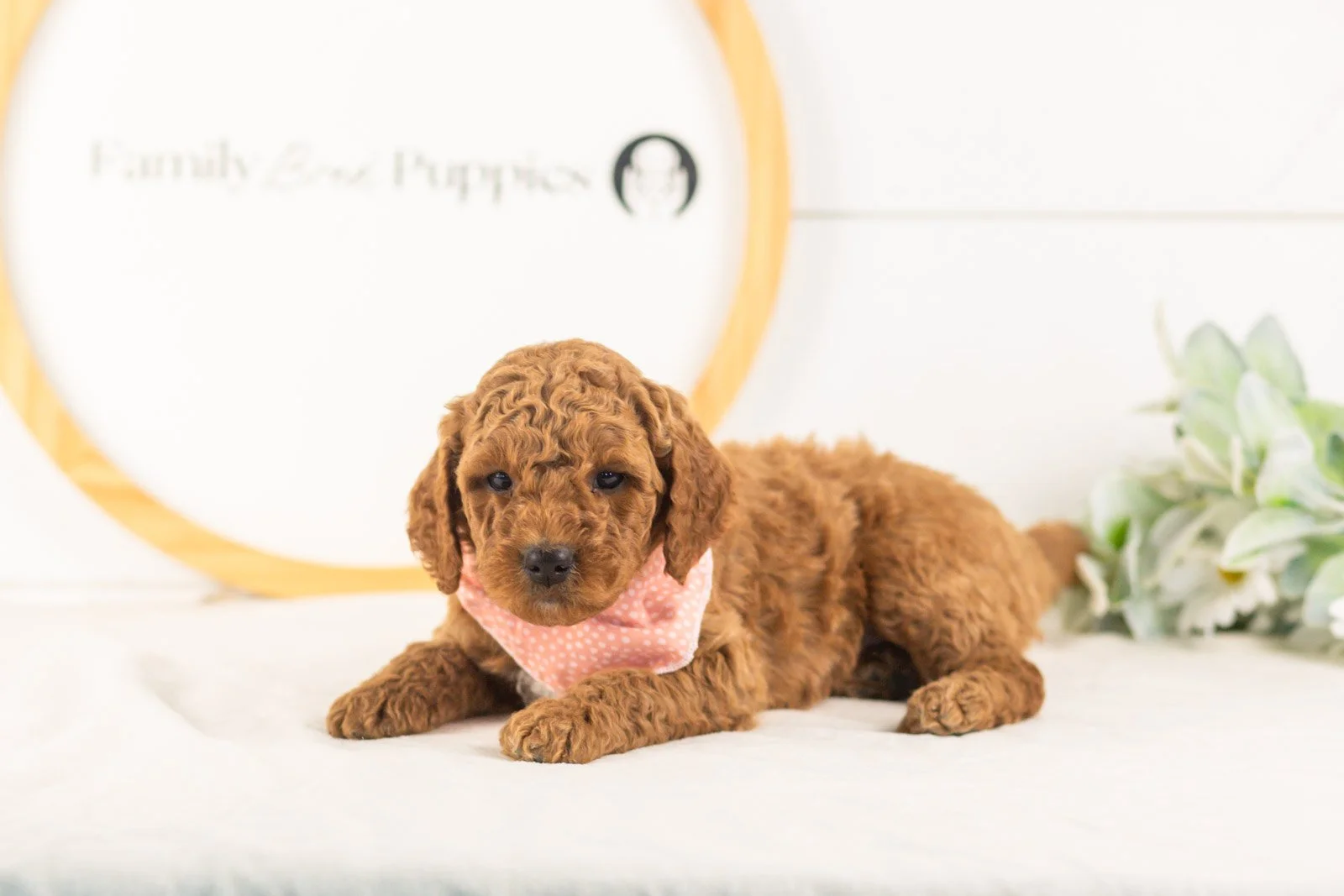 Glacier goldendoodle for sale.jpg