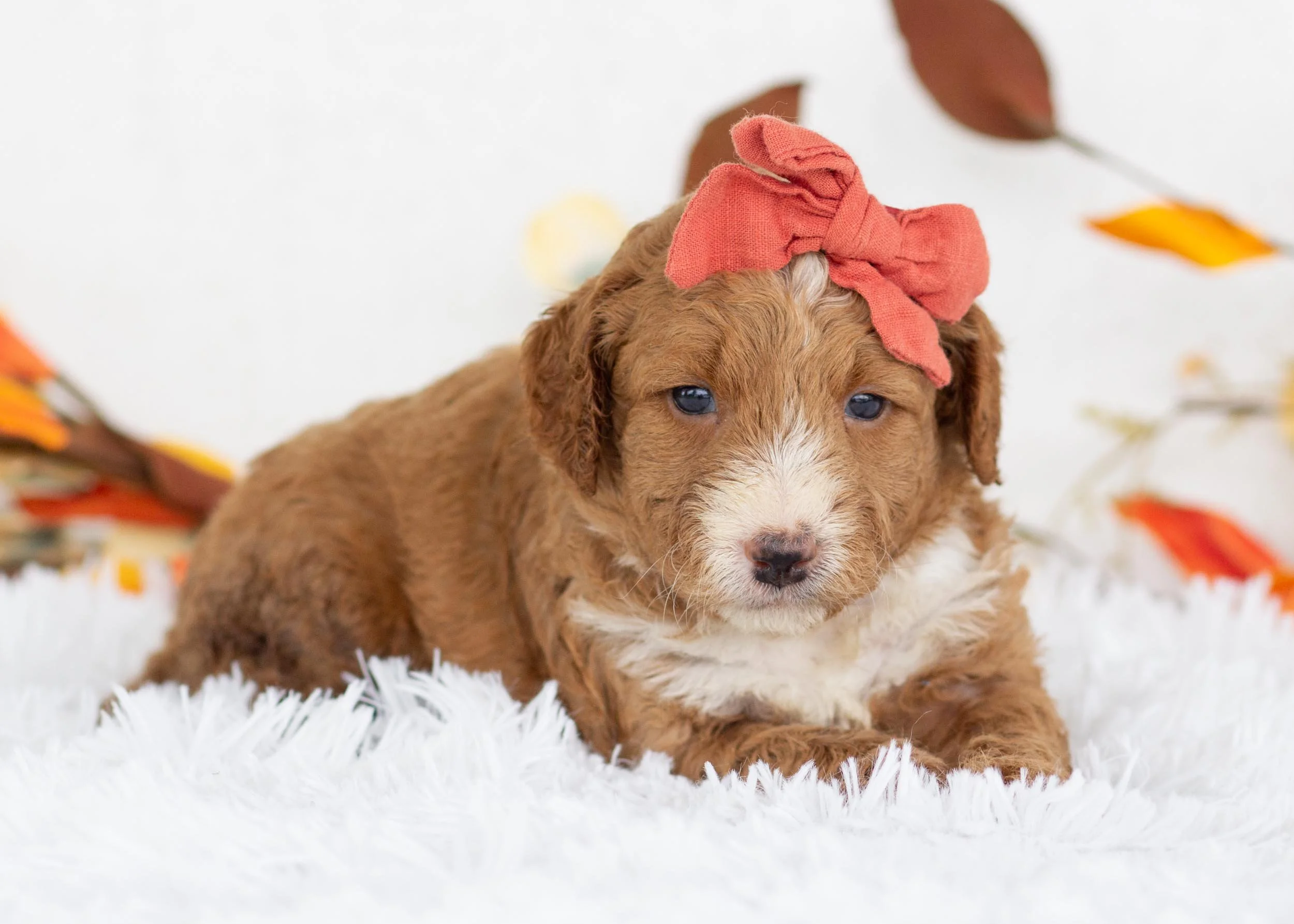 Dior goldendoodle for sale(1).jpg