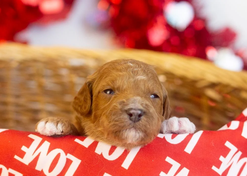 Ford goldendoodle for sale.jpg