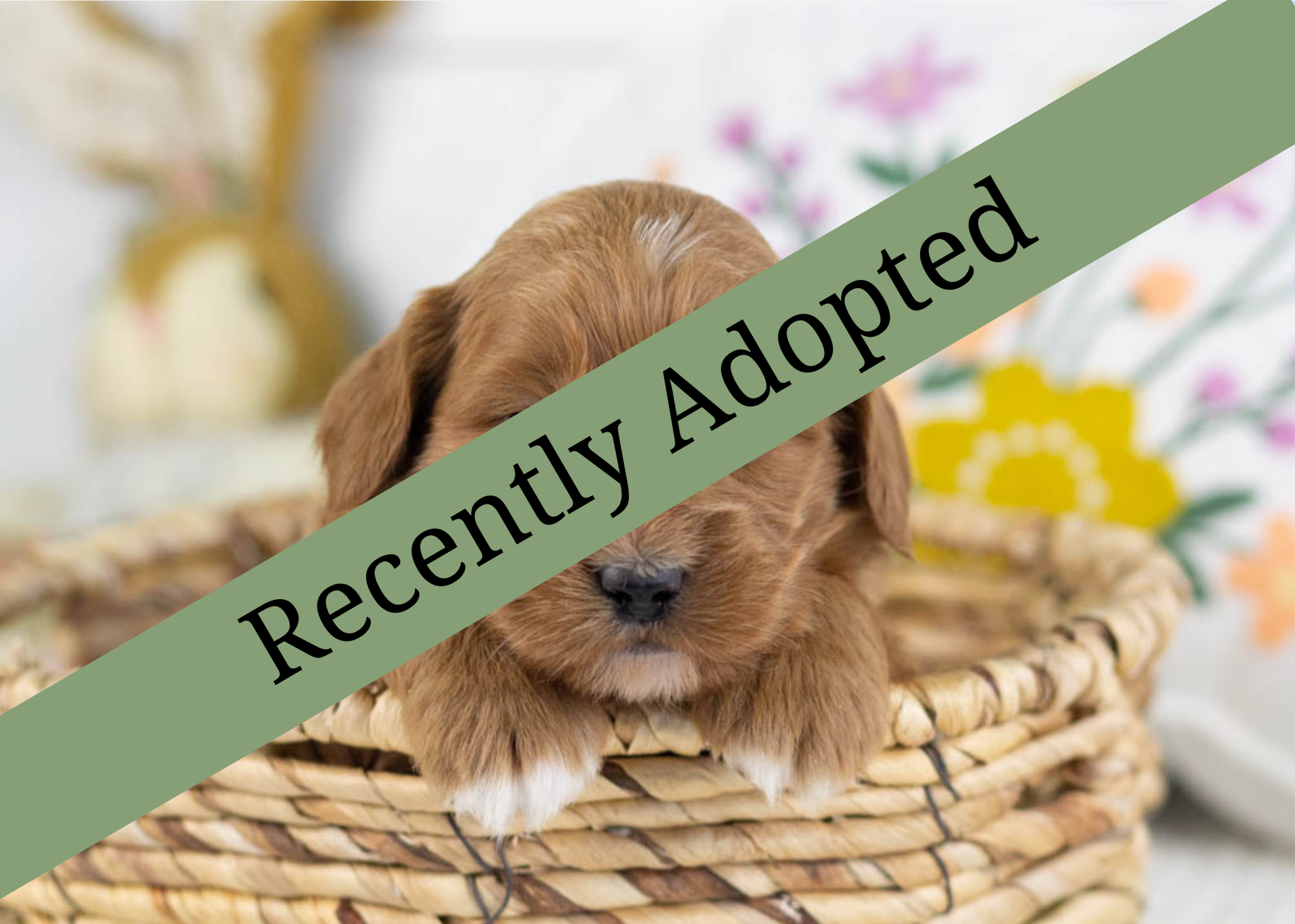 goldendoodle for sale