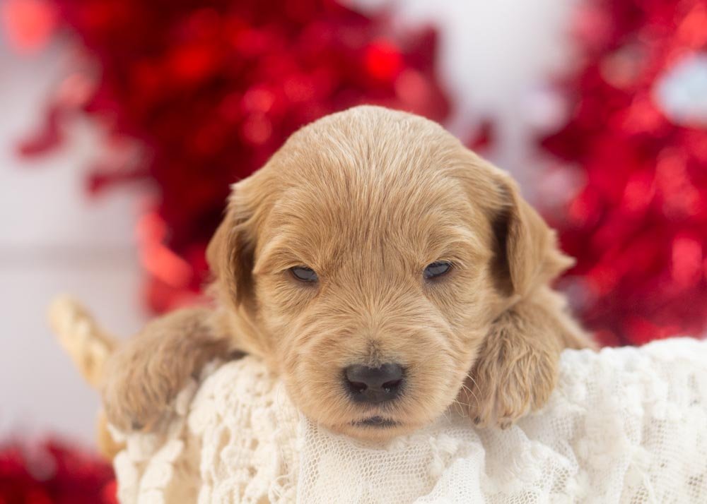 goldendoodle for sale