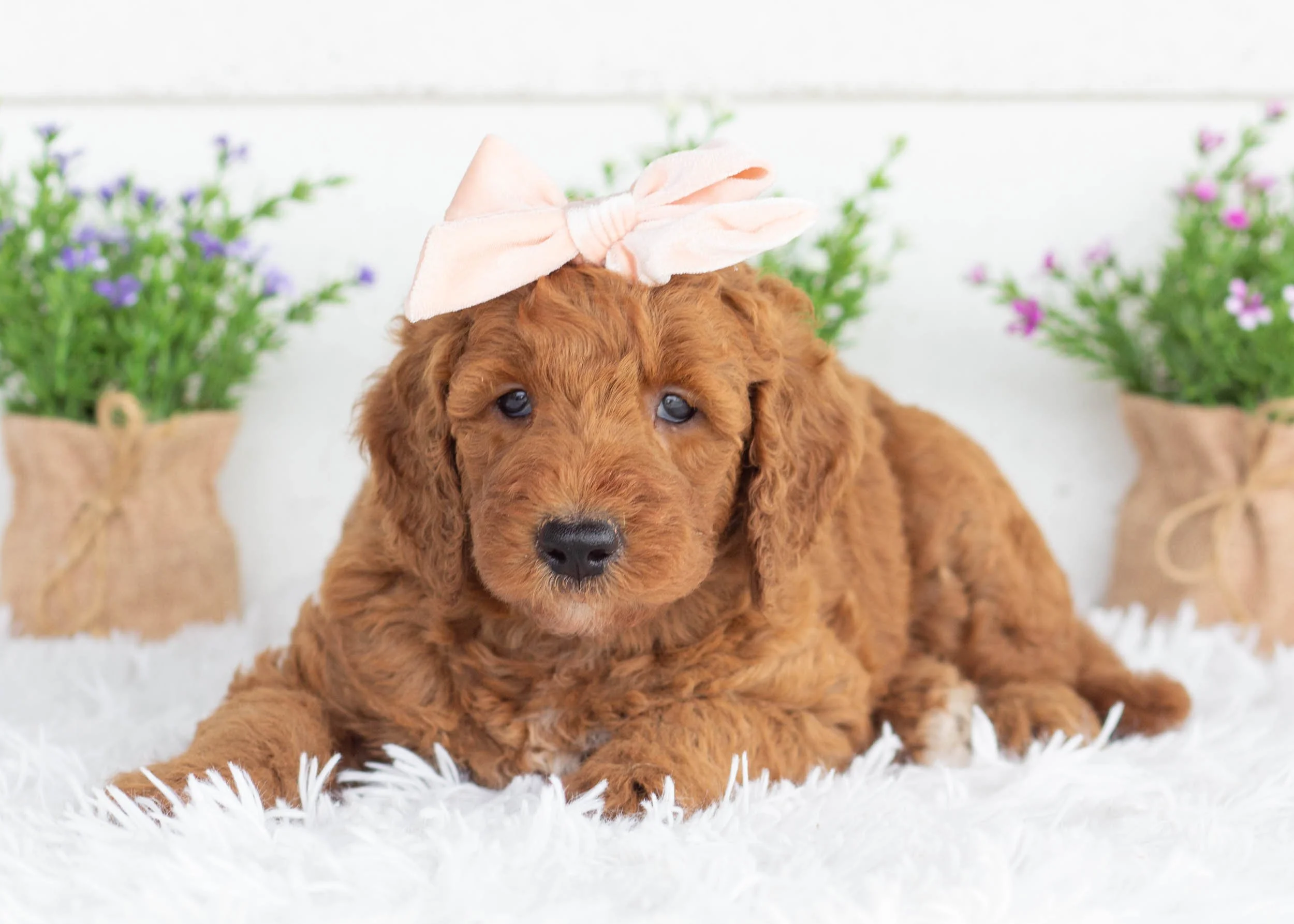 Astrid goldendoodle for sale(2).jpg