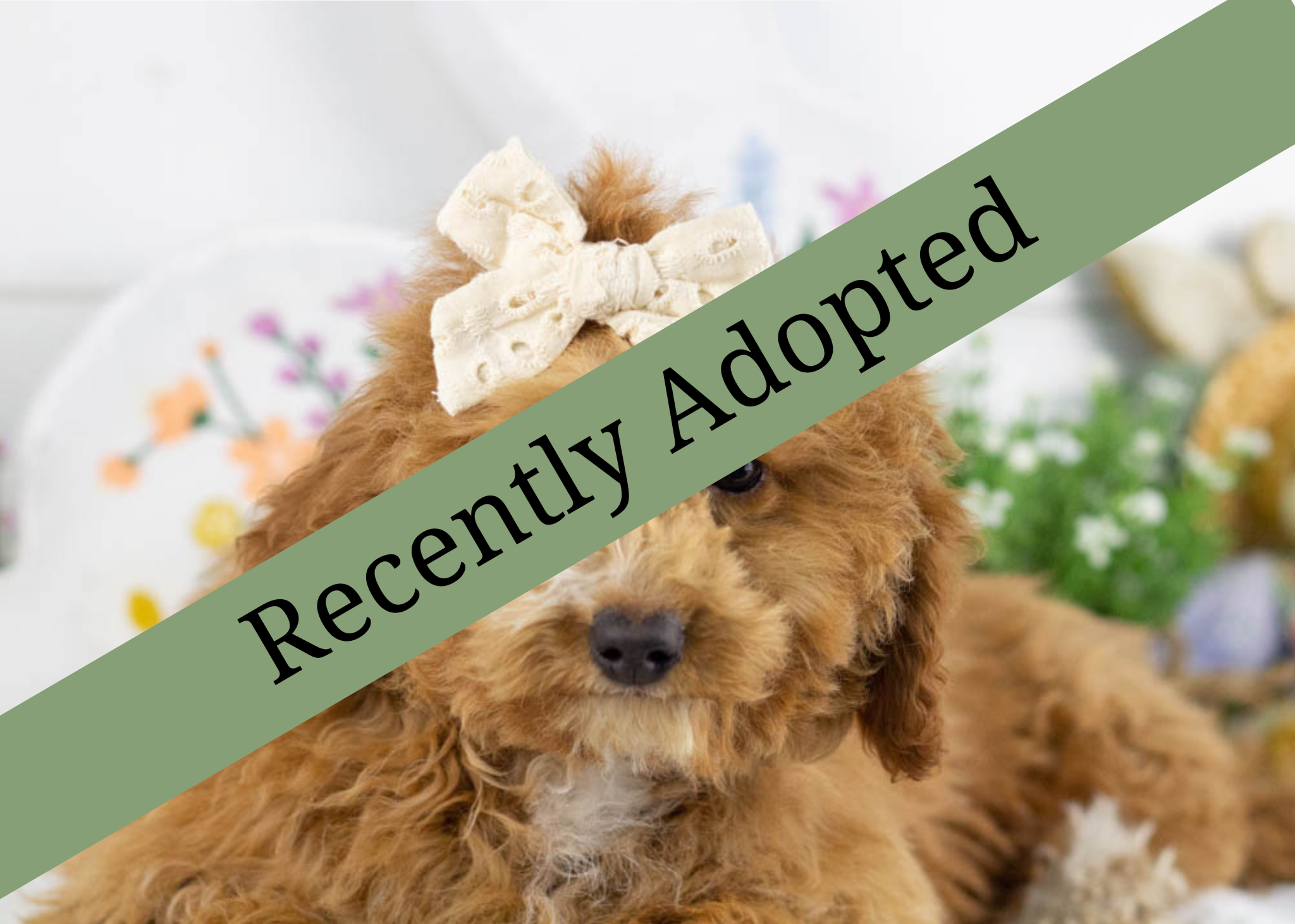 goldendoodle for sale