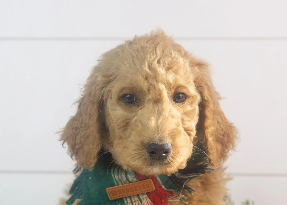 Buck goldendoodle for sale(1).jpg
