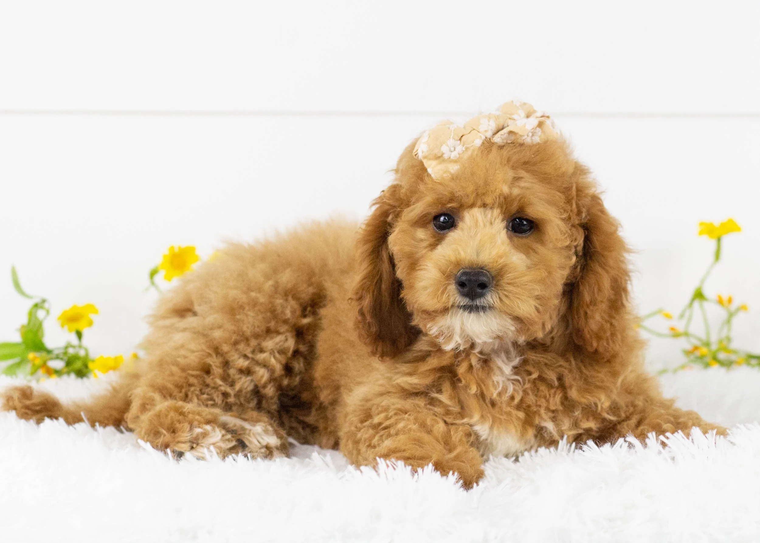 Tara goldendoodle for sale.jpg