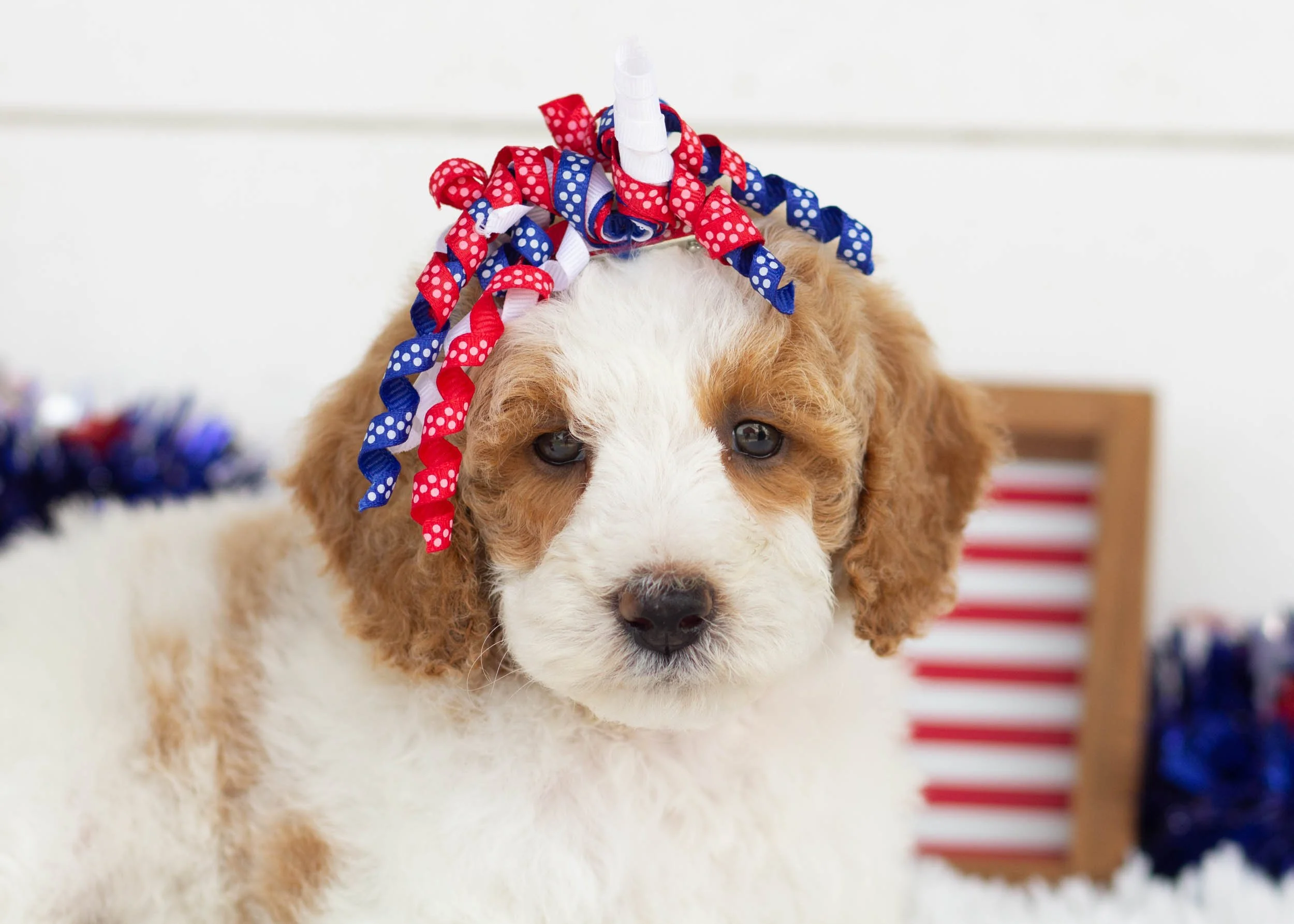 Sunkist Goldendoodle For Sale2.jpg
