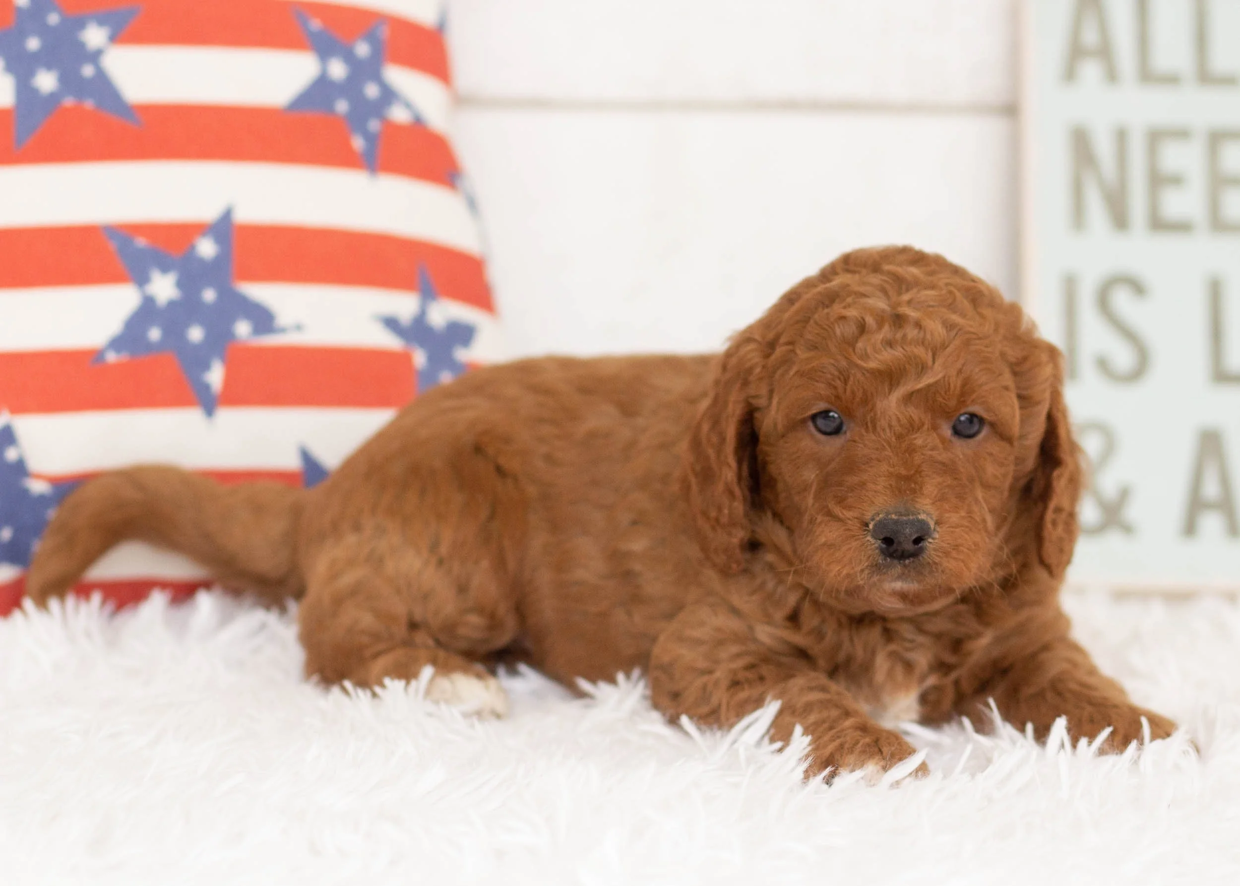 Buster Goldendoodle For Sale(2).jpg