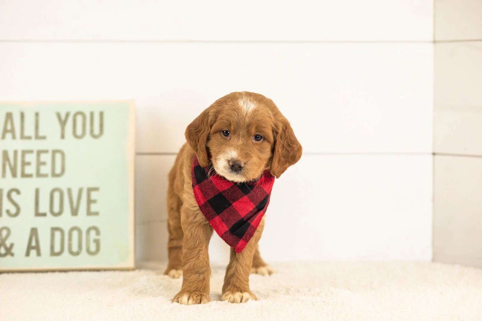 Marley goldendoodle for sale(2).jpg